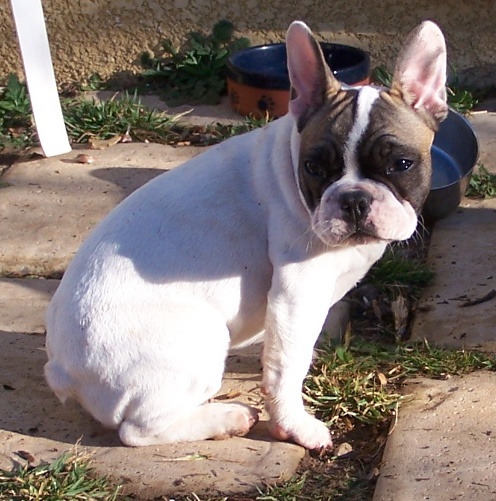 Bella dite be-bop du domaine de Couroules