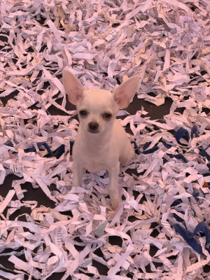 BISCOTTO Male blanc